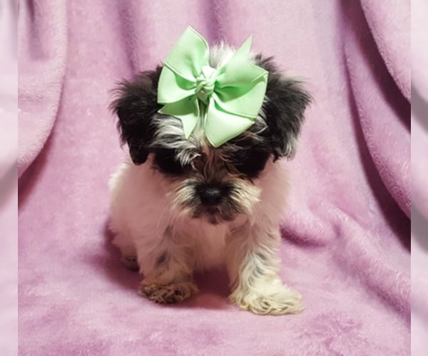 Medium Photo #6 ShihPoo Puppy For Sale in BUFFALO, MO, USA