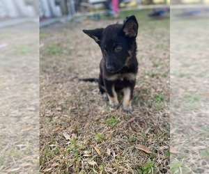 German Shepherd Dog Puppy for sale in ALACHUA, FL, USA