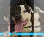 Small #1 Staffordshire Bull Terrier