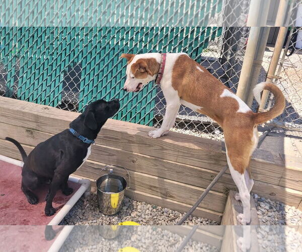 Medium Photo #5 Labbe Puppy For Sale in Bridgewater, NJ, USA