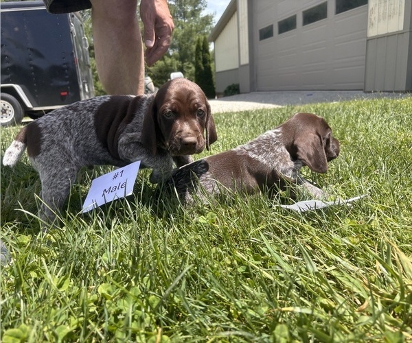 Medium Photo #1 German Shorthaired Pointer Puppy For Sale in BATESVILLE, IN, USA