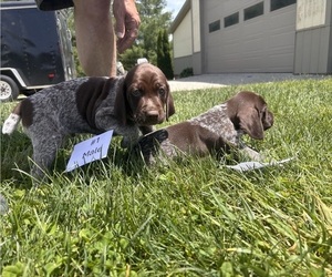 German Shorthaired Pointer Puppy for sale in BATESVILLE, IN, USA