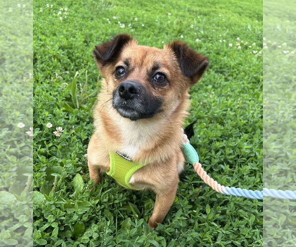 Medium Photo #9 Mutt Puppy For Sale in Philadelphia, PA, USA