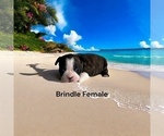 Small Photo #5 Boston Terrier Puppy For Sale in EWING, KY, USA