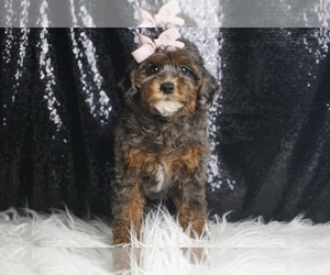 Medium Poodle (Toy)