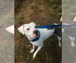 Small #4 American Bulldog