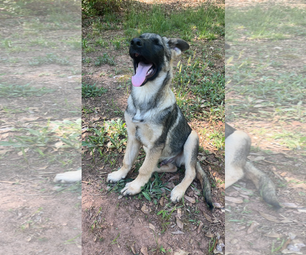 Medium Photo #3 German Shepherd Dog Puppy For Sale in Newfoundland, PA, USA