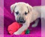 Small #4 Labrador Retriever Mix