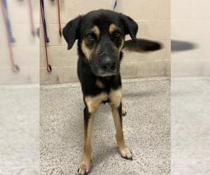 Shepradors Dogs for adoption in Conroe, TX, USA