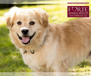 Medium Golden Retriever-Pembroke Welsh Corgi Mix