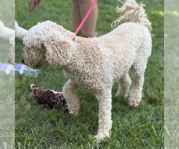 Medium Photo #2 Mutt Puppy For Sale in Yardley, PA, USA