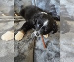Puppy Black tri Miniature Australian Shepherd