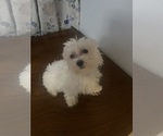 Small #23 Maltese