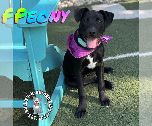 Medium Photo #8 Labrador Retriever-Staffordshire Bull Terrier Mix Puppy For Sale in Omaha, NE, USA