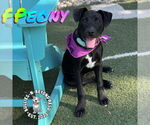 Small #7 Labrador Retriever-Staffordshire Bull Terrier Mix