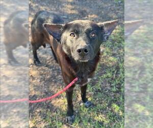 German Shepherd Dog Dogs for adoption in Conroe, TX, USA