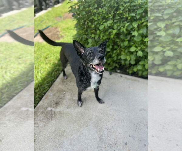 Medium Photo #3 Mutt Puppy For Sale in Royal Palm Beach, FL, USA