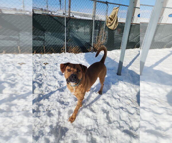 Medium Photo #9 Mutt Puppy For Sale in Evansville, IN, USA