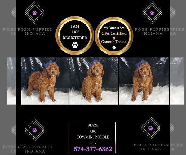 Medium Photo #6 Poodle (Toy) Puppy For Sale in WARSAW, IN, USA