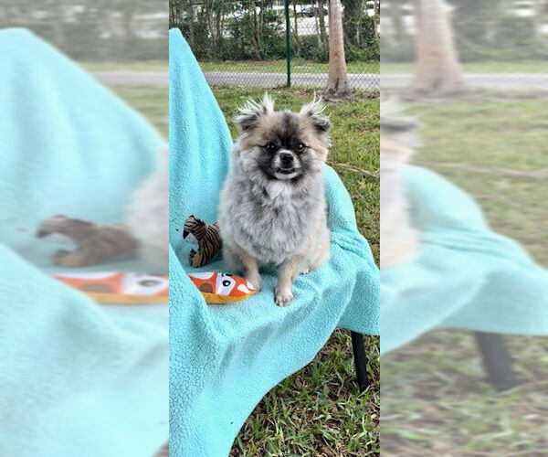 Medium Photo #3 Pominese Puppy For Sale in Weston, FL, USA