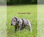 Puppy Renegade Great Dane
