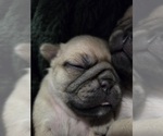 Small Photo #12 Pug Puppy For Sale in HILLSDALE, MI, USA