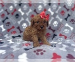 Small #4 Cavapoo