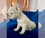 Small Photo #2 French Bulldog Puppy For Sale in MOUNT VERNON, AL, USA