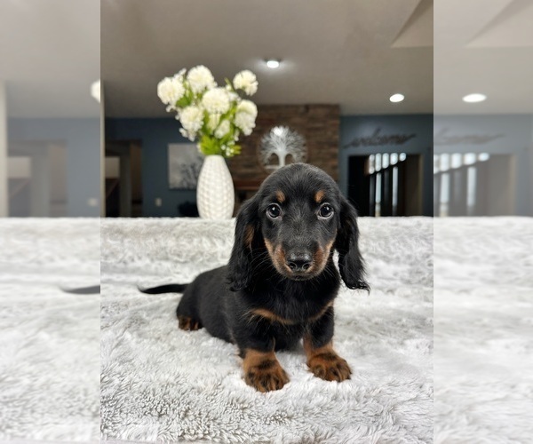 Medium Photo #1 Dachshund Puppy For Sale in GREENFIELD, IN, USA