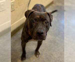 Staffordshire Bull Terrier-Unknown Mix Dogs for adoption in Texas City, TX, USA