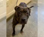 Small Staffordshire Bull Terrier Mix