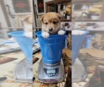 Small Photo #17 Shiba Inu Puppy For Sale in MANITO, IL, USA
