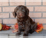 Small #4 Labradoodle