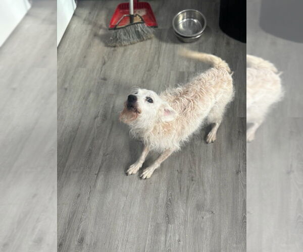 Medium Photo #4 Mutt Puppy For Sale in Oak Bluffs, MA, USA