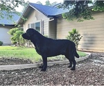 Small Photo #21 Labrador Retriever Puppy For Sale in REDDING, CA, USA