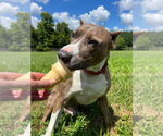 Small #12 American Pit Bull Terrier Mix