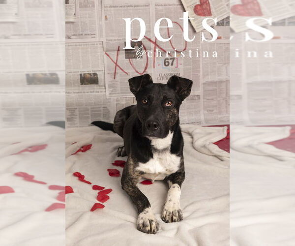 Medium Photo #7 Mutt Puppy For Sale in Foristell, MO, USA