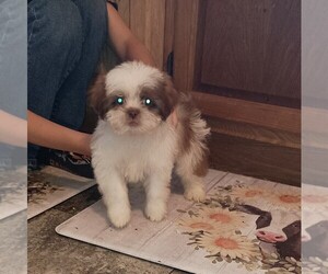 Shih Tzu Puppy for sale in AIKEN, SC, USA