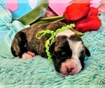 Puppy Lt Green Collar Alapaha Blue Blood Bulldog