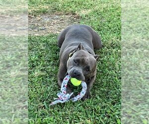 American Pit Bull Terrier Dogs for adoption in Lake Worth, FL, USA