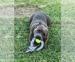 Small American Pit Bull Terrier