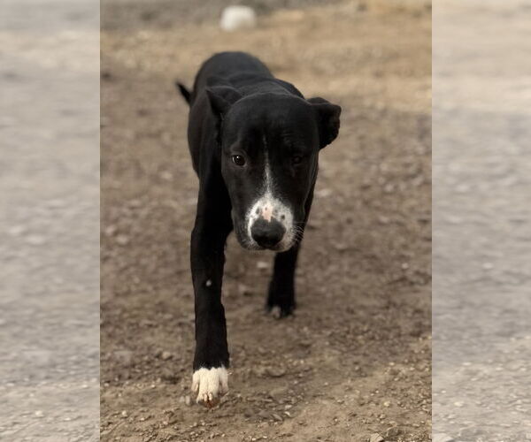 Medium Photo #5 Labrador Retriever-Unknown Mix Puppy For Sale in Corning, AR, USA