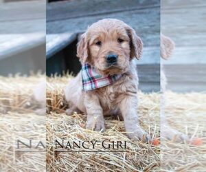 Golden Retriever Puppy for sale in KNOXVILLE, IA, USA