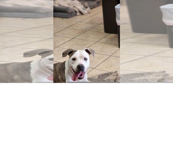 Medium Photo #2 Mutt Puppy For Sale in Tracy City, TN, USA