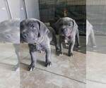 Small Photo #10 Cane Corso Puppy For Sale in SAN TAN VALLEY, AZ, USA