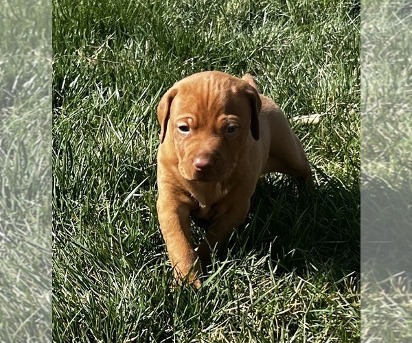 Medium Photo #6 Vizsla Puppy For Sale in CANTRALL, IL, USA