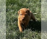 Small Photo #6 Vizsla Puppy For Sale in CANTRALL, IL, USA