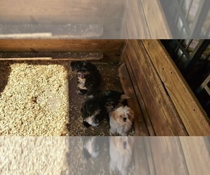 Mother of the Shih Tzu puppies born on 08/28/2025