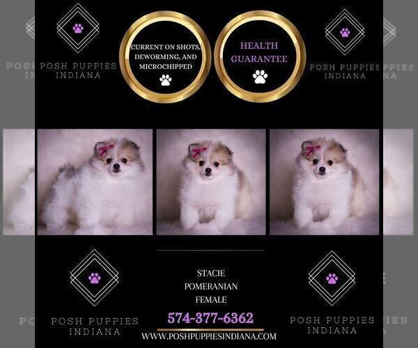 Medium Photo #73 Pomeranian Puppy For Sale in WARSAW, IN, USA