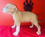 Small #3 American Bully